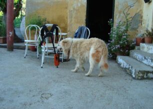 Υιοθέτησε τον σκύλο που βρήκε άρρωστο στα Κουνουπιδιανά Χανίων